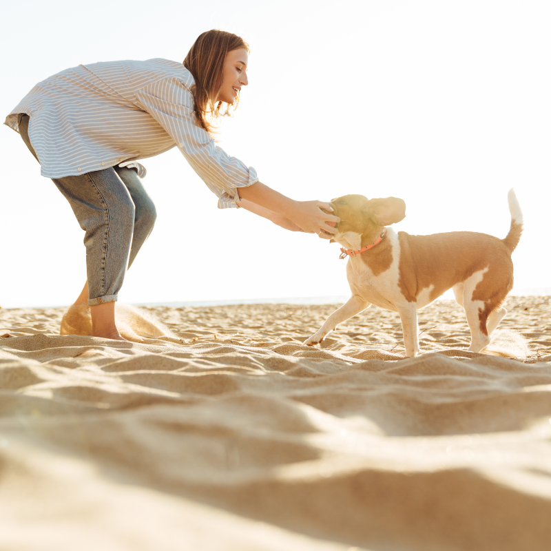 dog friendly beaches plymouth
